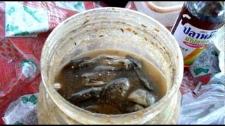 Padek or Fermented Fish Sauce [upl. by Ramonda]