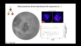 Dana Galili Parallel representations of position and identity in the olfactory system [upl. by Suki]