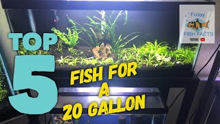 Top 5 stocking ideas for a 20 gallon fish tank [upl. by Kiehl]