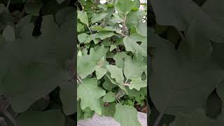 Fresh and Healthy Eggplant nature shortvideo chinesegarden ediblegarden kitchengarden brinjal [upl. by Guthry615]