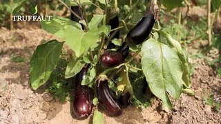 Comment pincer des aubergines   Truffaut [upl. by Soilissav]