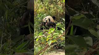 这是路路的院子，他和小馨在这里度过了青梅竹马的时光【Panda：♂路路Lu Lu】大熊猫 cute panda [upl. by Osner]