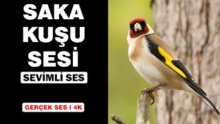 Gerçek Saka Kuşu Sesleri  Yüksek Kalite  Sevimli Saka Kuşu Sesi Deneyimi  4K [upl. by Fasto]