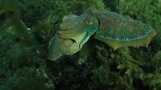 Entry 3 Whyalla Cuttlefish Aggregation [upl. by Yk]