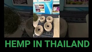 HEMP transformation in Thailand Royal Project  DISCOVER GANJA WITH SILVIO EP 1 PREMPAVEE CUP [upl. by Nah]