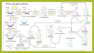 Lecture on HMP shuntPentose Phosphate Pathway [upl. by Lenox]