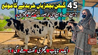 Heifers For Sale In Rustam Dairy Farm  Pregnant Heifers  Imported Heifer  Pk Janwar Mandi 2024 [upl. by Akym83]