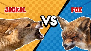 Fox VS Jackal  A Brief Comparison [upl. by Pearl]