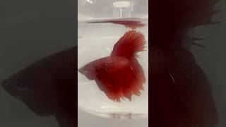 Siamese Fighting Betta Fish Twin Tail Male Betta Fish… One Of The Most Beautiful Fish In The World [upl. by Picco]