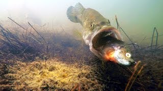 Underwater Video Do Bass Eat Bluegill Swimbaits [upl. by Massab169]