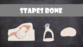 Stapes Bone  Anatomy [upl. by Julissa]