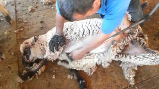 Jaime Rios sheep shearing California [upl. by Nyladnek]