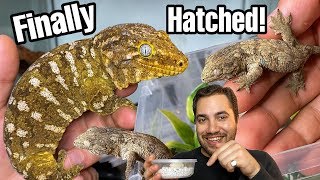 THEY HATCHED JUST IN TIME Rhacodactylus leachianus gecko babies [upl. by Vizzone]