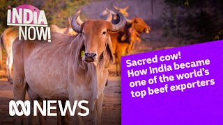 How India became one of the world’s top beef exporters  India Now  ABC News [upl. by Ycnay493]