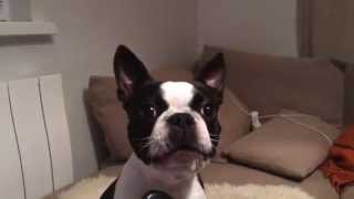 Nala the Boston Terrier howling with the phone [upl. by Oigile951]