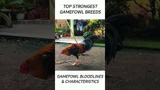 Top Gamefowl of the year 2024 short gamefowl rooster [upl. by Lleksah]