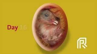 Embryonic development of the chicken [upl. by Carolus]