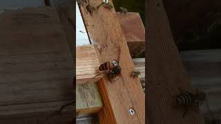 Giant Hornet Overpowers Honeybees Despite Their Defense [upl. by Ecirahc]