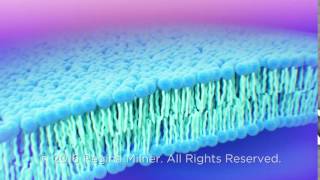 Cell Membrane lipid bilayer [upl. by Moscow454]