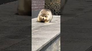 This adorable Alaskan puppy runs towards you like a white marshmallow alaskavlog cutedog [upl. by Ody784]