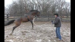 Aequitas Arabian Stallion Part 13 Teaching Him Not to Panic [upl. by Artema]