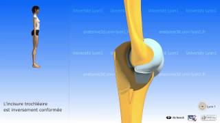 Le coude  mouvements ostéologie [upl. by Nyrrek]