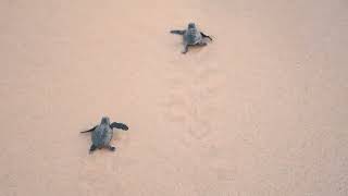 Turtle of Sri Lanka  Short Turtle Video  Animal  Cat  Dog  Snake  Sea [upl. by Dilaw]