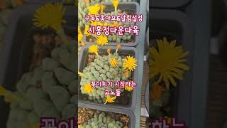 시흥정다운다육 succulent 코노피튬 shorts [upl. by Eyllom]