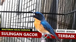 TLEDEKAN GUNUNG FULL GACOR  Suara pancingan burung SULINGAN bakau BAHAN agar cepat bunyi NGEPLONG [upl. by Vanna]