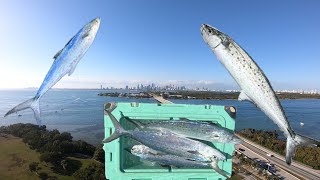 Biscayne Bay Fishing Secrets Wintertime Spanish Mackerel and Mangrove Snapper in Miami [upl. by Anirtruc]