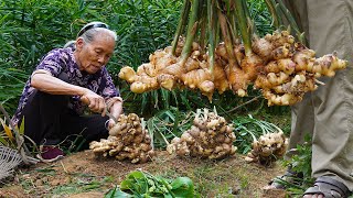 Grandma shares 4 ways to cook ginger｜生薑怎麼做最好吃？阿婆和家人教你4種做法，酸甜鹹味全上｜food f广西 美食 ｜玉林阿婆 [upl. by Senior]