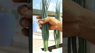 How to grow spring onion from seed to harvest springonion seedlingtrays v87garden shorts [upl. by Chasse]