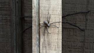 Giant Huntsman Spider spider florida scary [upl. by Lahcar]