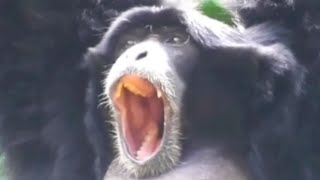 Perfectly Cut Siamang Screams [upl. by Bremer]