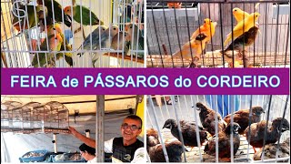 Feira de Pássaros e Gaiolas do Cordeiro passaros criarpassaros feiralivre [upl. by Torruella880]