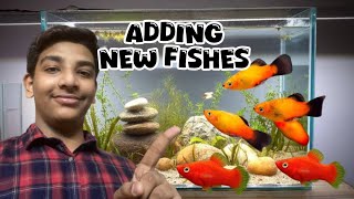 Bought new fishes for aquarium  platy fishes  fish aquarium plantedaquarium aquaticmedia [upl. by Rosmarin]