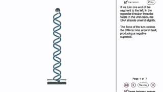 DNA Supercoiling Animation [upl. by Olemrac]