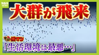 【羽根とフンのにおいで生活環境は最悪】駅前のムクドリの大群に頭抱える住民たち 夜まで続く鳴き声はquotゲーセンと同レベルquot 市が苦渋の決断【怒り】【ＭＢＳニュース特集】（2024年11月4日） [upl. by Oicaro963]