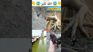 Allah Makkah Madina 🕋🤲 shorts shortsfeed ytshorts naat tiktok viral trending islamic [upl. by Siloa]