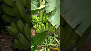 Banana tree  Musa acuminata Musa balbisiana nature plants trees friuits [upl. by Oremoh]