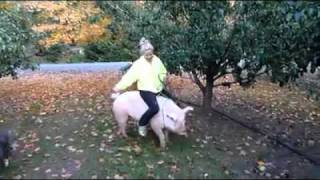 Hog ridin [upl. by Oz]