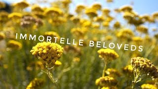 Immortelle and my favourite scents [upl. by Flory]