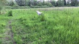 Wolf hybrid howling at the dog park [upl. by Sirromed]