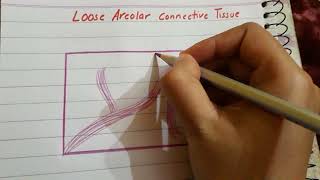 Loose Areolar connective tissue histology [upl. by Nohtiek557]