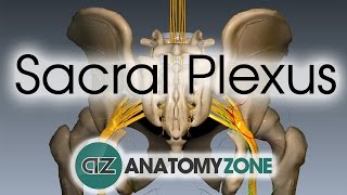 Sacral Plexus  Anatomy Tutorial [upl. by Niwrehs73]