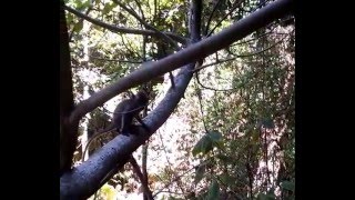 Wild baby macaque monkey smells then throws own poop [upl. by Nnylyar113]