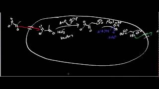 Biochemistry  Oxaloacetate Metabolism [upl. by Eba]