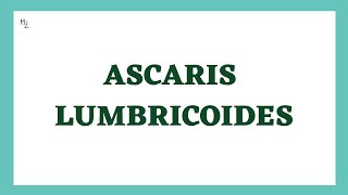 Ascaris lumbricoides microbiology  Ascaris lumbricoides Lifecycle  Ascariasis  Round Worm [upl. by Anaynek446]