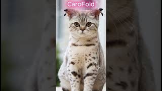 Caracal vs Scottish Fold  Hybrid Cat  Fusion AI fusion cat pets animals [upl. by Nnaeilsel]