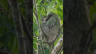 Threetoed sloth 🇨🇷 Costa Rica [upl. by Forelli]